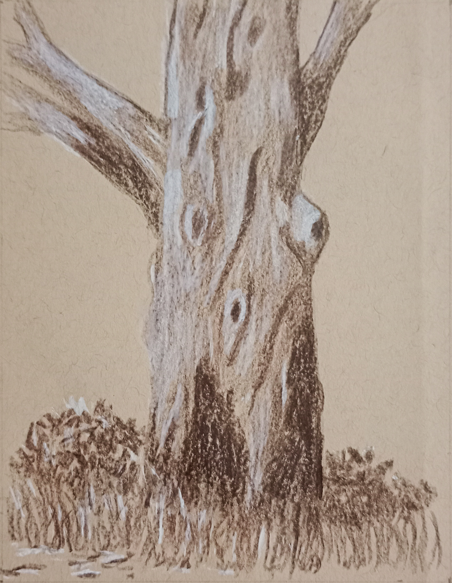 Old Gum Tree