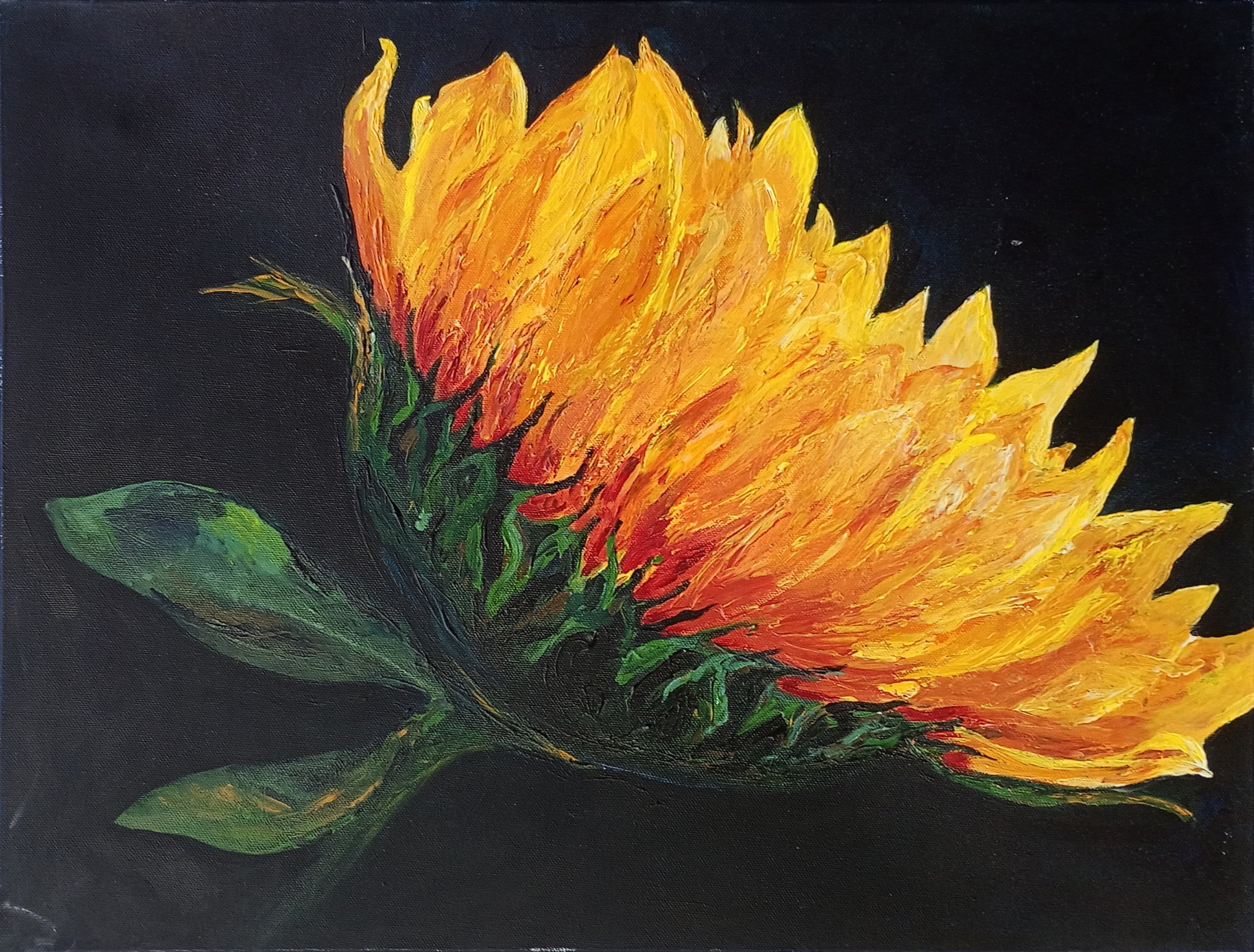 Sunflower