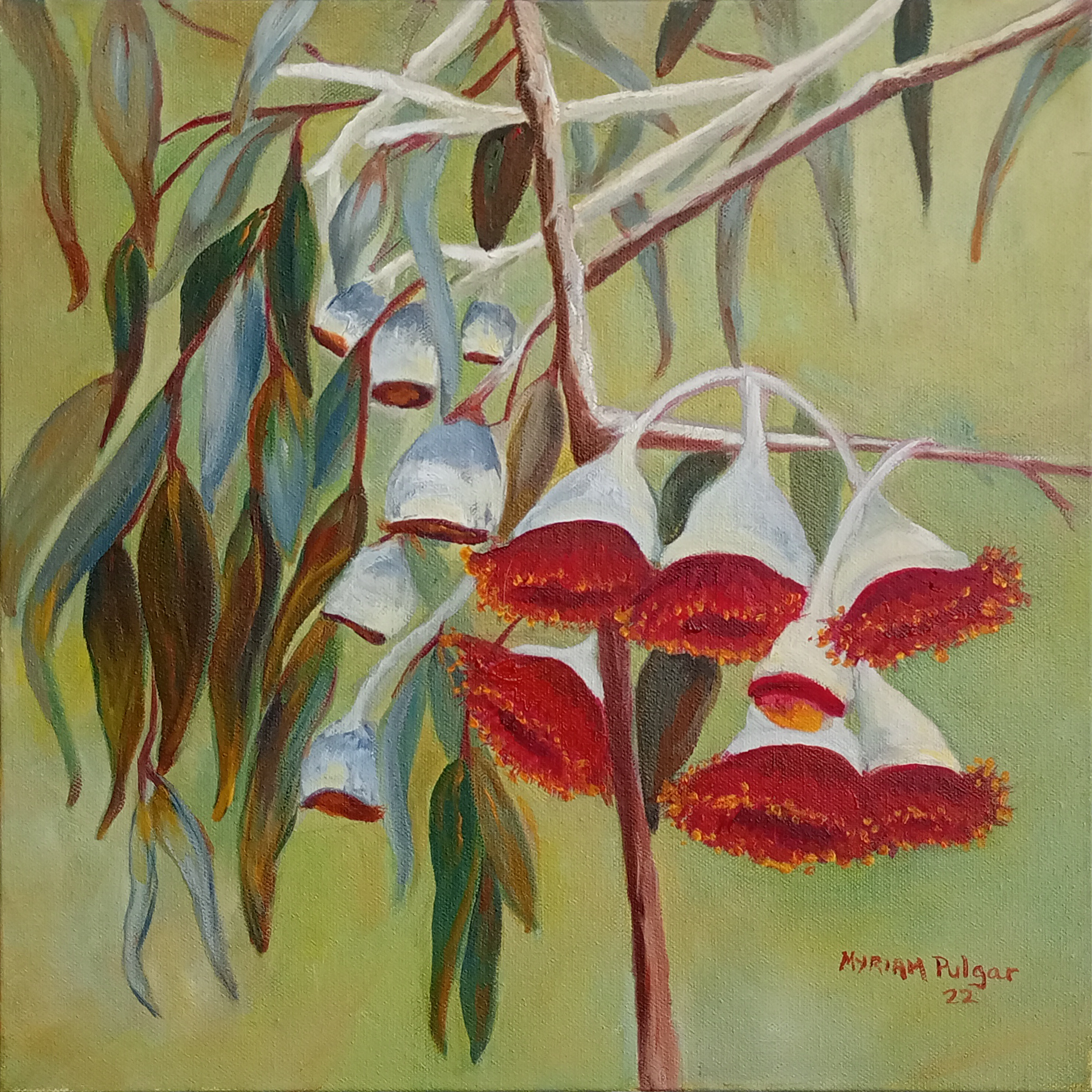 Flowering Gum