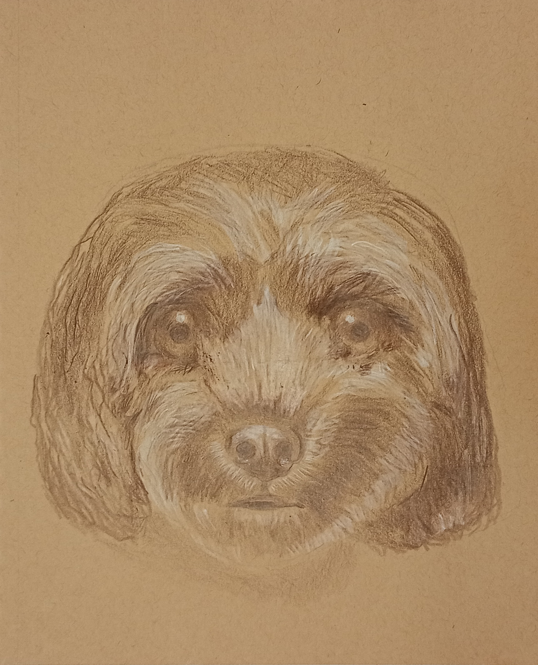 Dog Portrait