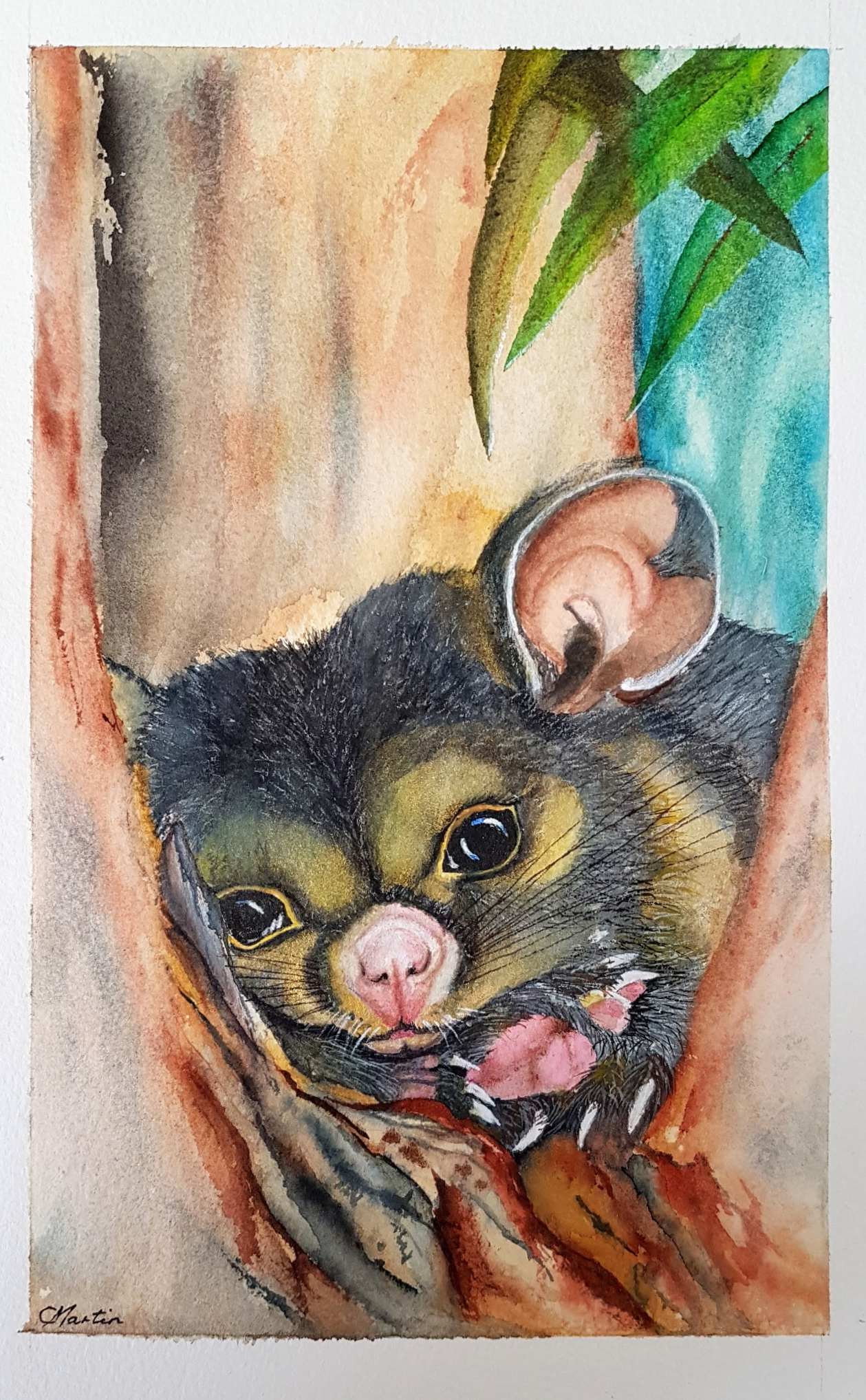 Possum in a Gum Tree